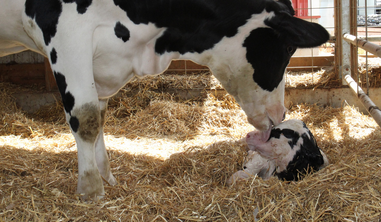 In the Heart of the Dairyland Animal & Dairy Sciences