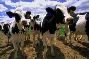 A 5th year of record milk production helped Wisconsin farmers generate near-record income
