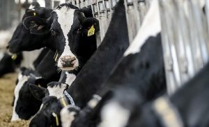 UW-Madison chosen to develop curriculum for major dairy training program in China