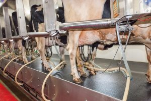 Evaluating Milking Performance: Measuring Claw Vacuum