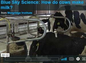 Dr. Laura Hernandez Answers “How Do Cows Make Milk?”