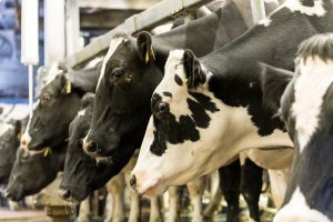 ‘Dairy Brain’ project asks farmers to help create smarter dairies