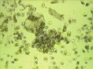 Tenure-track assistant professor of rumen microbial physiology – applications due March 15