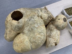 Feeding and caring for swine without ractopamin
