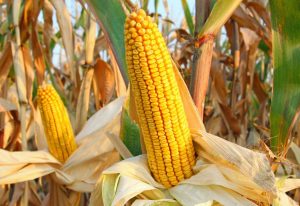 Luiz Ferraretto provides tips to maximize your 2021 corn harvest