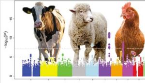 UW Animal & Dairy Science researchers are pushing the frontiers of genomics impacting agriculture