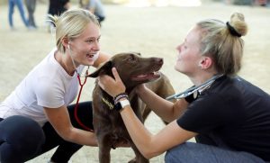 ADS at UW–Madison offers new major in animal and veterinary biosciences