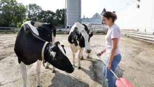 Department offers new major in dairy and food animal management