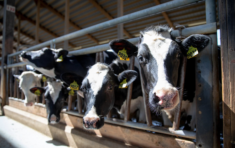 Dairy and Food Animal Management Video
